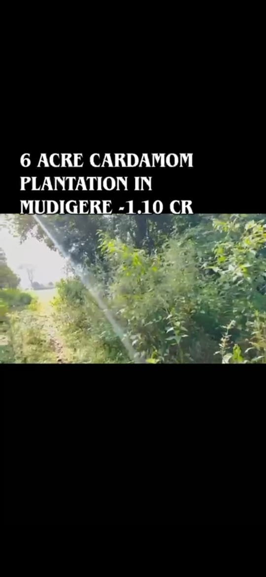*property id 5182*  🌿 *6 Acre Boundary Land with Cardamom Plantation* – Mudigere